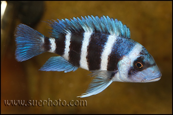Cyphotilapia gibberosa 'Kakwele'